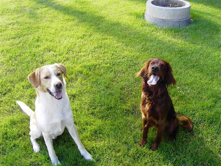 Blanding af racer Kato - kato og rocka. billede 13