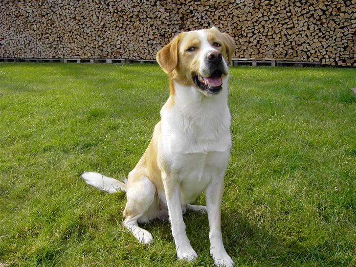 Blanding af racer Kato - dejlige hund :-) billede 14