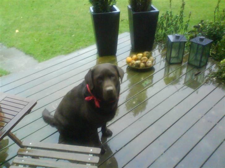 Labrador retriever santos billede 1