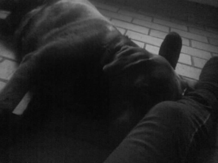 Labrador retriever santos billede 2