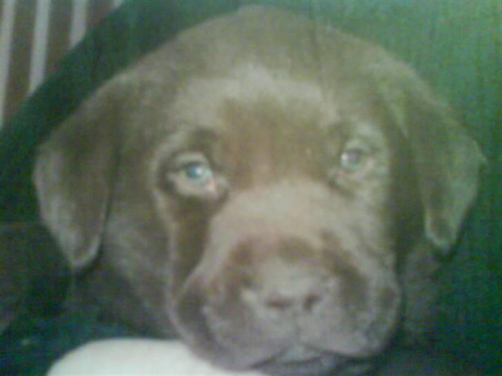 Labrador retriever santos billede 3