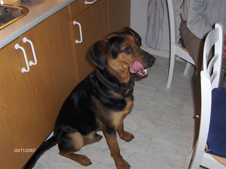 Blanding af racer ozzy - ozzy der anstrenger sig med at tigge billede 1