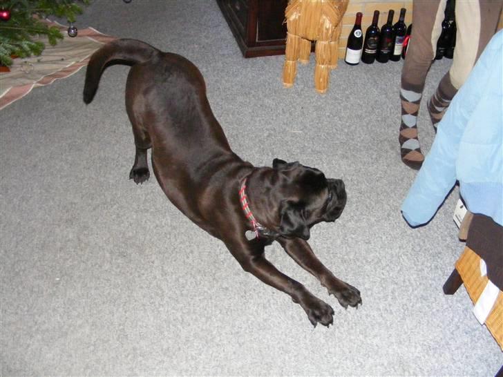 Bullmastiff Primadonna billede 3