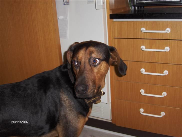 Blanding af racer ozzy - Tisse tozze ozze billede 2