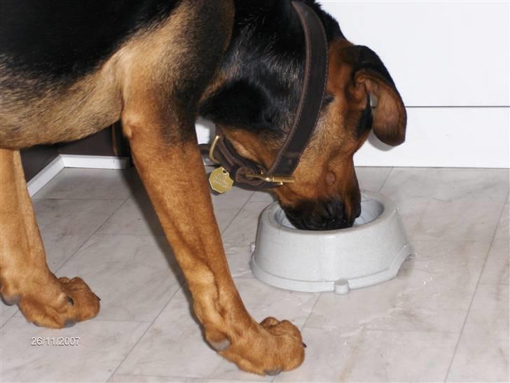 Blanding af racer ozzy - ozzy er ved at hjelpe misserne med at spise billede 3