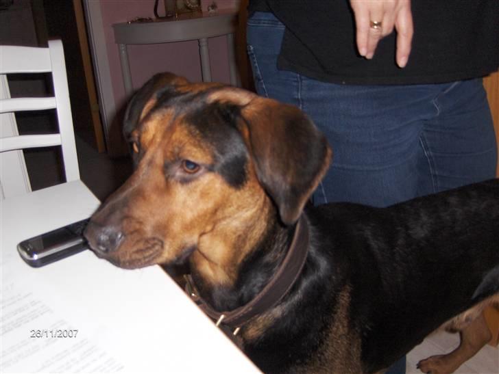 Blanding af racer ozzy - tigge ozzy billede 4