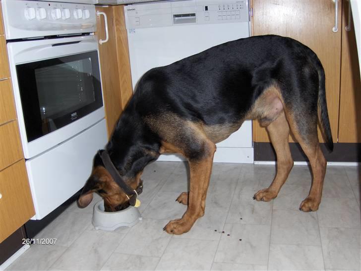 Blanding af racer ozzy - ozzy tømmer kattemadskål billede 5