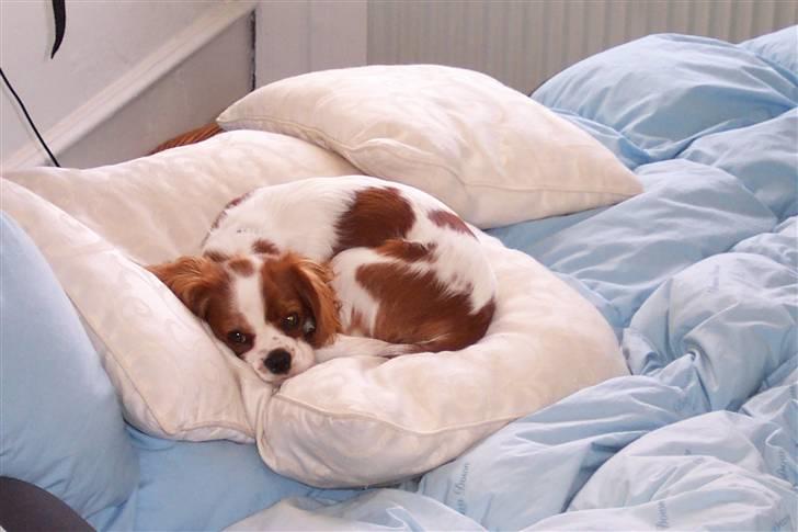 Cavalier king charles spaniel Cocco - Er jeg ikke bare dejlig billede 1