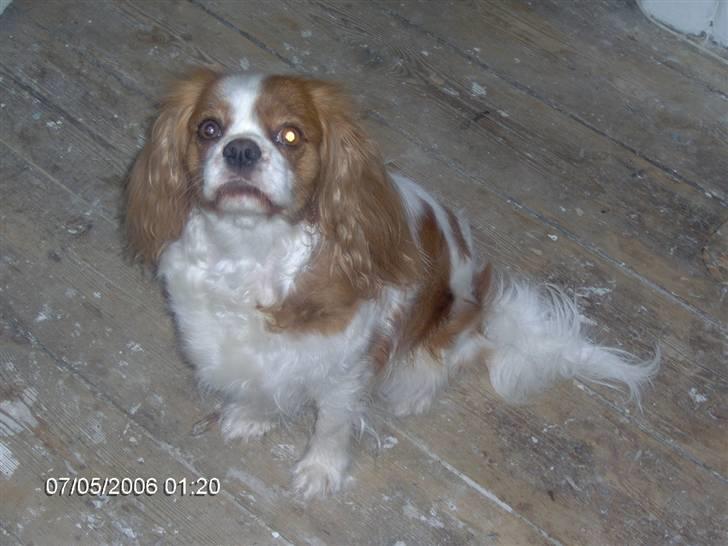 Cavalier king charles spaniel Cocco - Puf.. har lige været bad billede 2