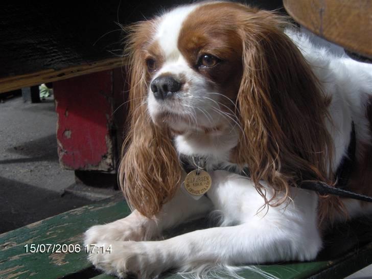 Cavalier king charles spaniel Cocco - Hundens dag i TIVOLI, Cocco ligger og nyder solen og kigger på de forbipasserende billede 3