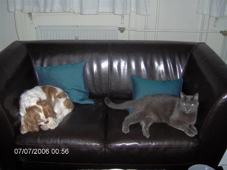 Cavalier king charles spaniel Cocco - Cocco og min gamle hankat Charlie som ikke er iblandt os mere billede 4