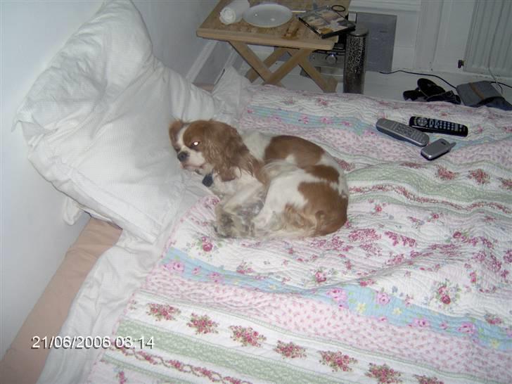 Cavalier king charles spaniel Cocco - Så ligger hun der igen... den lille hyggespreder billede 5