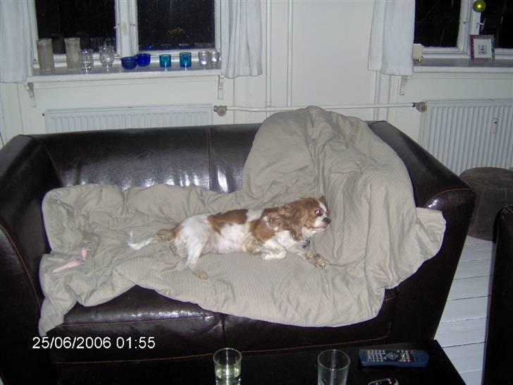 Cavalier king charles spaniel Cocco - God nat og sov godt :-)  zzzzzzzzzzzzzz billede 6