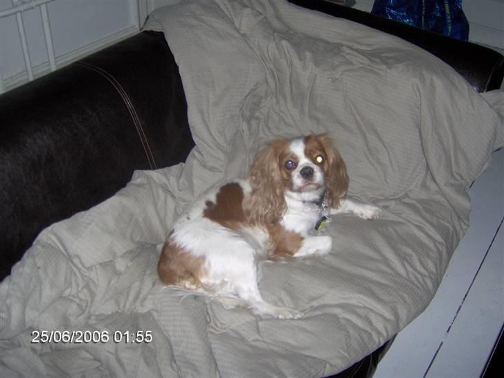 Cavalier king charles spaniel Cocco - Hvad så? var pladsen ikke til mig? billede 7