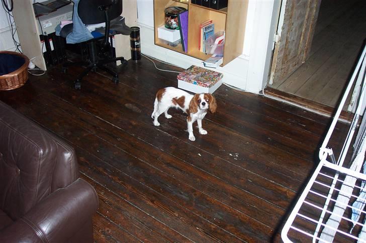 Cavalier king charles spaniel Cocco - Man kan da heller ikke være i fred et øjeblik billede 8