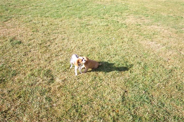Cavalier king charles spaniel Cocco - Cocco leger med en Cocker spaniel billede 9