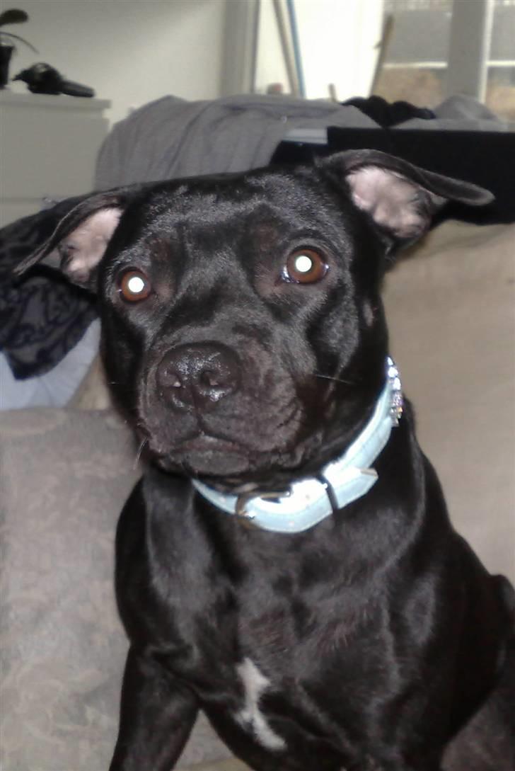 Staffordshire bull terrier Liva - Liva-musen ca 16 mdr billede 17
