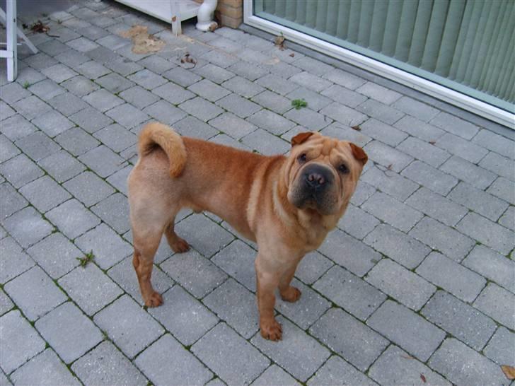 Shar pei Enzo billede 1