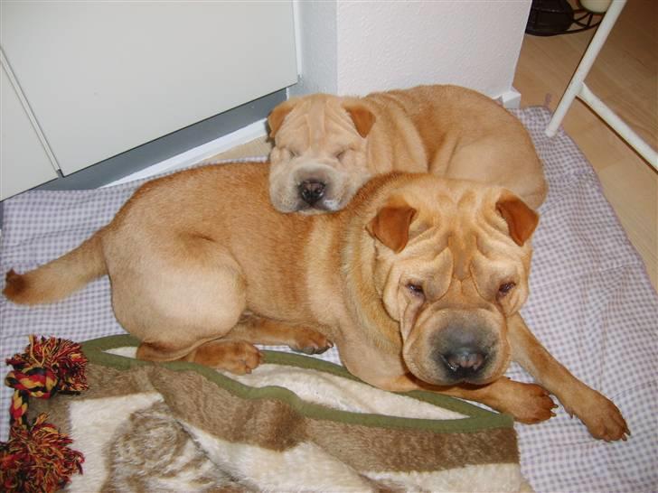 Shar pei Enzo - Jeg skal passe på min lillebror Quattro billede 2