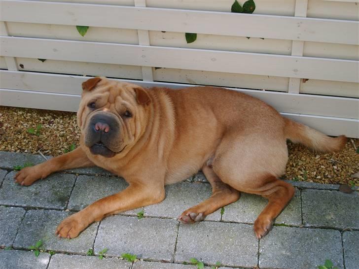 Shar pei Enzo billede 3