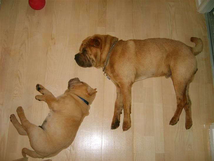 Shar pei Enzo billede 4
