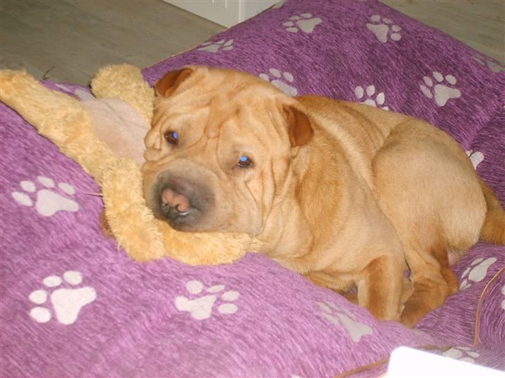 Shar pei Enzo billede 5