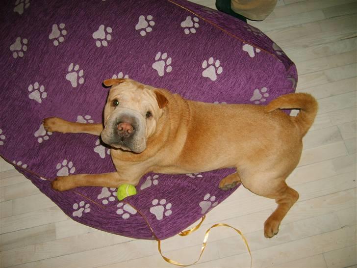 Shar pei Enzo - Min legesyge lillebror Quattro billede 6