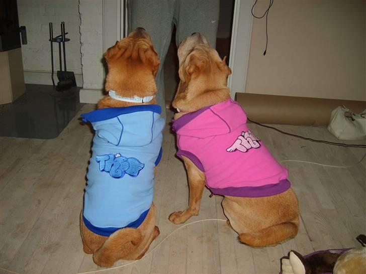 Shar pei Enzo - Fastelavn 2008  billede 7