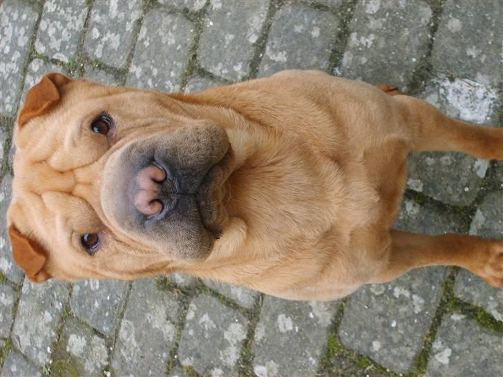 Shar pei Enzo billede 8