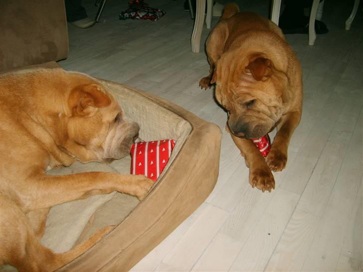 Shar pei Enzo - Lillejuleaften 2007 billede 9