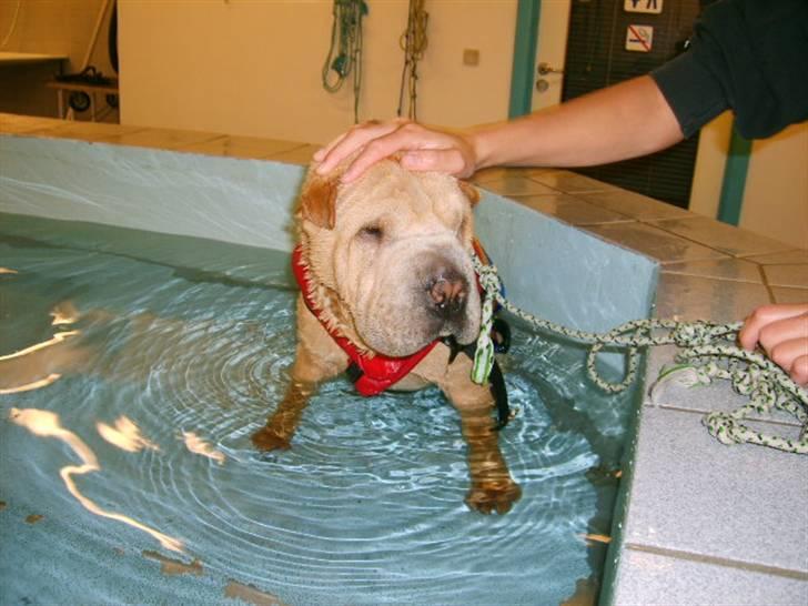 Shar pei Enzo - Min stakkels lillebror skal svømme.... FØJ billede 10