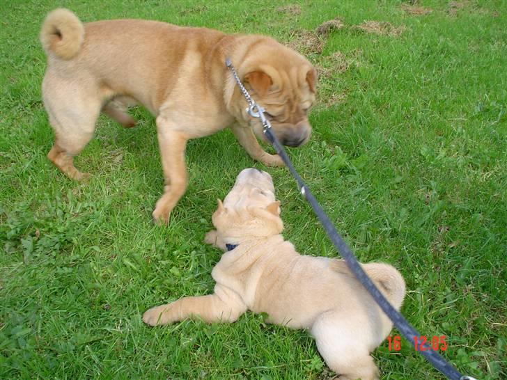 Shar pei Enzo - Mit første møde med min lillebror Quattro billede 11