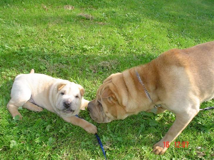 Shar pei Enzo billede 12