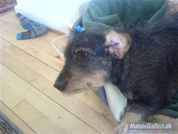 Gravhund Cleopatra *død*  billede 6