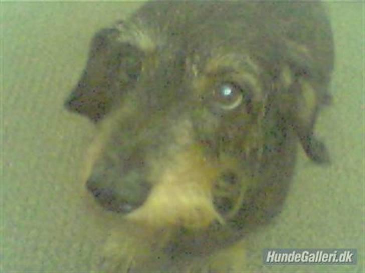 Gravhund Cleopatra *død*  - hun er en lille ulv når mor og far ikke er hjemme (=  billede 7