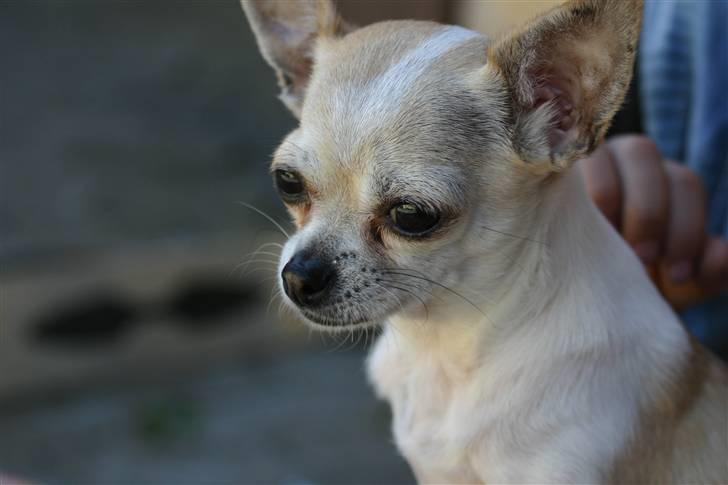 Chihuahua ¨˜”°º•Gucci•º°”˜¨ - min pige <333 .  billede 1