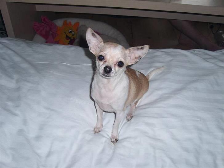 Chihuahua ¨˜”°º•Gucci•º°”˜¨ - Ej , moar  tager du nu billeder af mig igen <33 billede 2