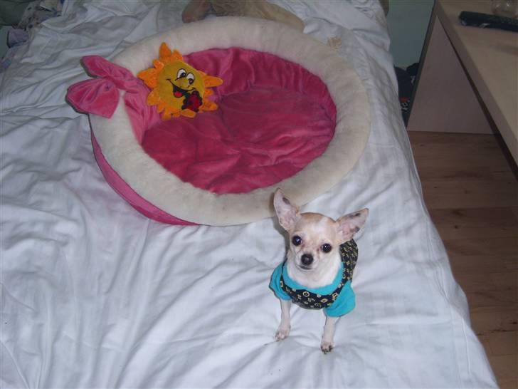 Chihuahua ¨˜”°º•Gucci•º°”˜¨ - hehe . nu er min seng kommet op i mors seng . så jeg kan putte med moar <33 billede 3