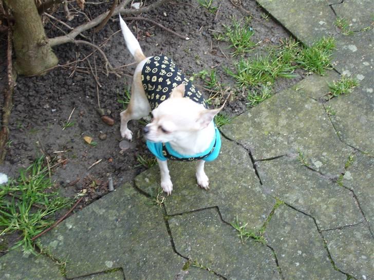 Chihuahua ¨˜”°º•Gucci•º°”˜¨ - Ejj . det koldt  billede 4