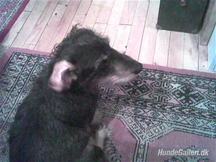 Gravhund Cleopatra *død*  billede 8