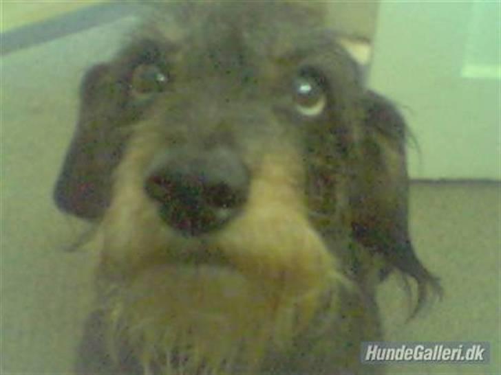 Gravhund Cleopatra *død*  billede 9