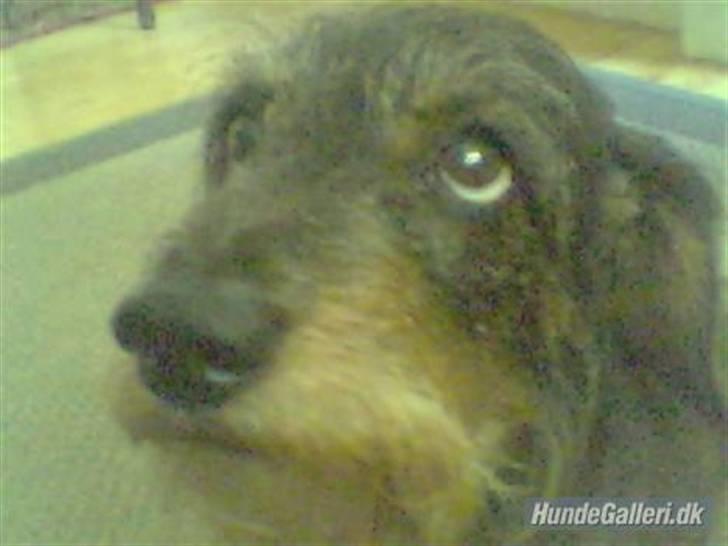 Gravhund Cleopatra *død*  billede 10