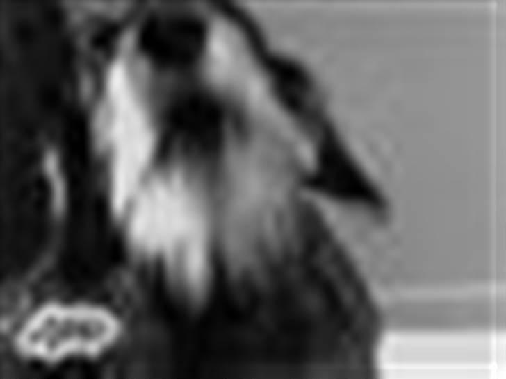 Gravhund Cleopatra *død*  billede 11