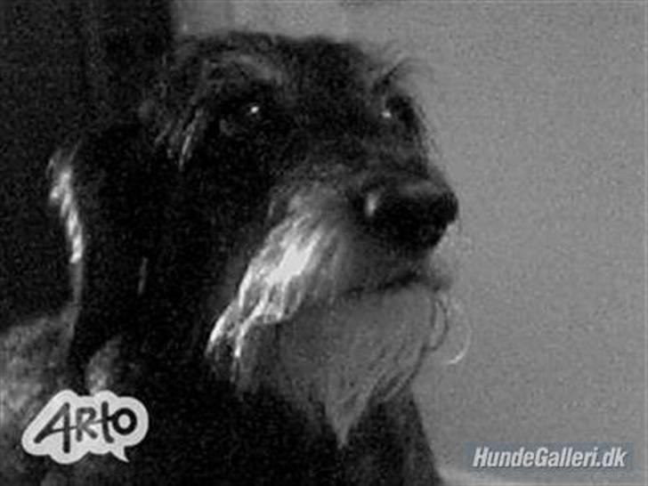 Gravhund Cleopatra *død*  billede 12