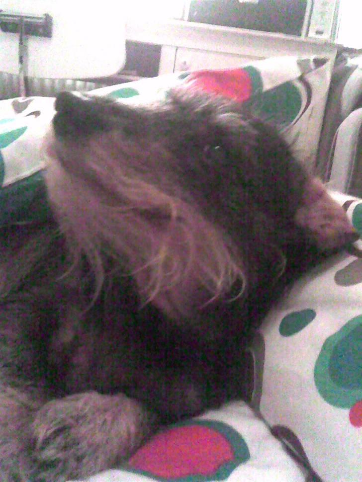 Gravhund Cleopatra *død*  billede 13