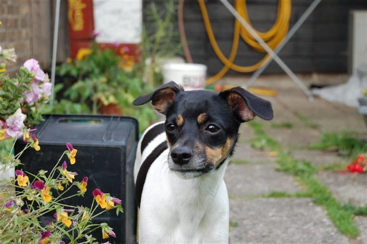 Dansk svensk gaardhund Joy  billede 2
