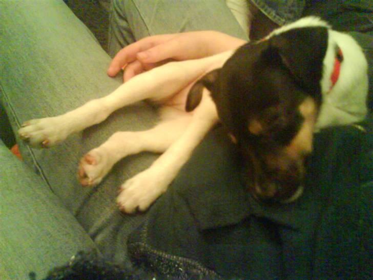 Dansk svensk gaardhund Joy  - Joy som lille  billede 3