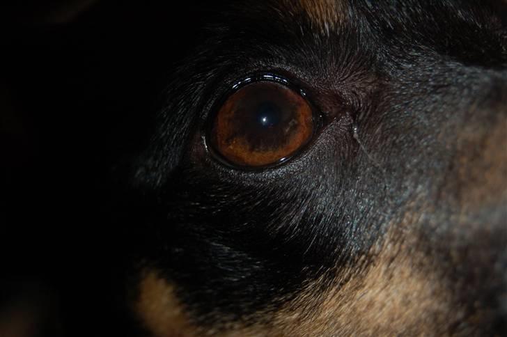 Dansk svensk gaardhund Joy  - Mit smukke øje  billede 4