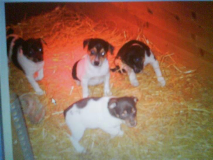 Dansk svensk gaardhund Joy  - joy og søskende  billede 5