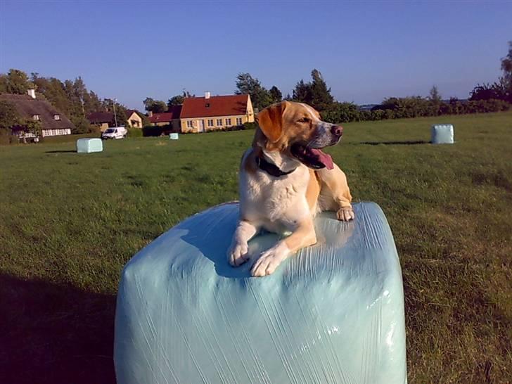 Blanding af racer Kato - :-). billede 15